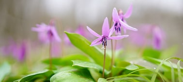 Ảnh của Planar T* FE 50mm F1.4 ZA