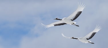 Ảnh của Ống k&iacute;nh tele si&ecirc;u zoom G Master 100-400mm cho m&aacute;y ảnh