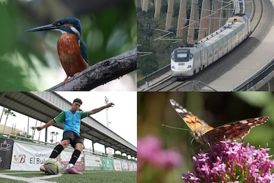 Bốn hình ảnh ví dụ cho thấy cận cảnh một chú chim (bói cá), một chiếc tàu hỏa, một cầu thủ bóng đá và cận cảnh một con bướm